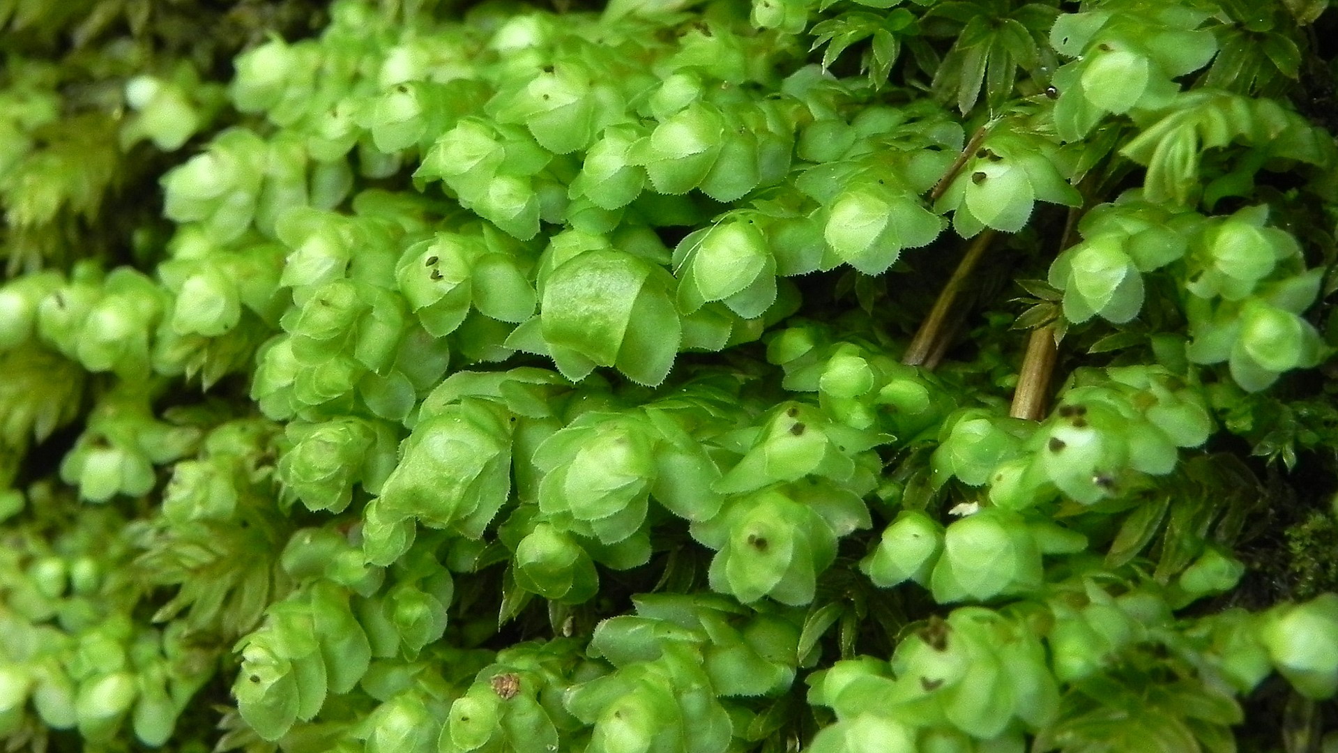 Представитель Семейства Scapaniaceae